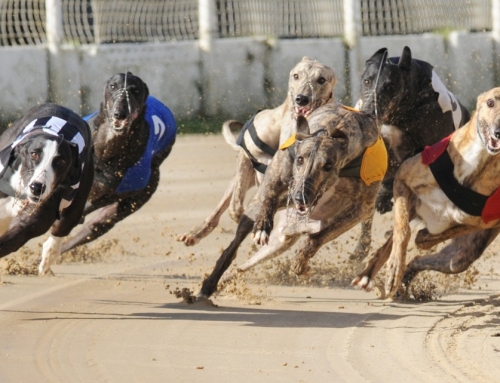 Kennel News
